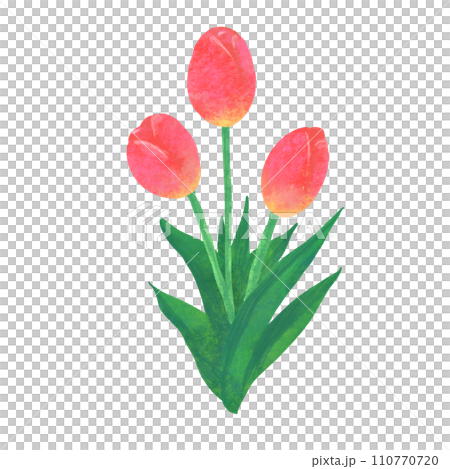 Simple tulip watercolor illustration Simple tulip watercolor illustration 110770720