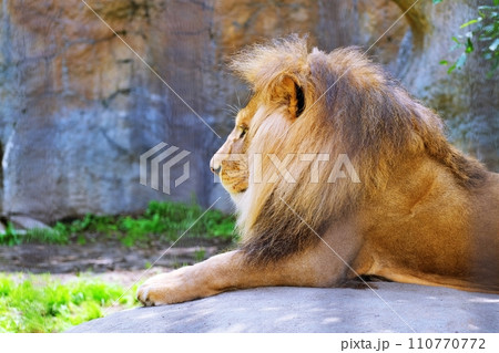 旭山動物園のライオン 110770772