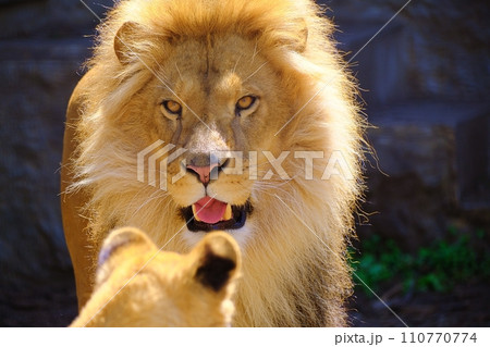 旭山動物園のライオン 110770774