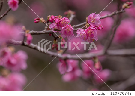 2024年 奄美の春 緋寒桜 2024年 奄美の春 緋寒桜 110770848