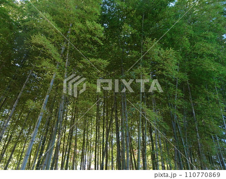 密集した竹でできた竹林 密集した竹でできた竹林 110770869