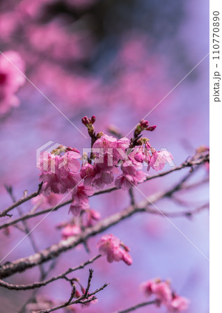2024年 奄美の春 緋寒桜 2024年 奄美の春 緋寒桜 110770890