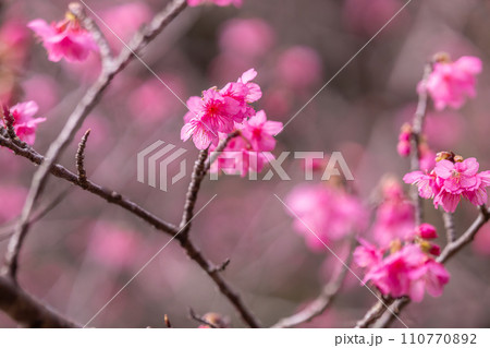 2024年　奄美の春　緋寒桜   110770892