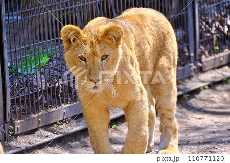旭山動物園の雌ライオン 110771120