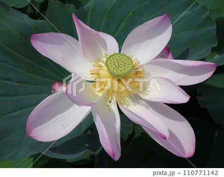 大輪の花を咲かせる古代ハス 大輪の花を咲かせる古代ハス 110771142