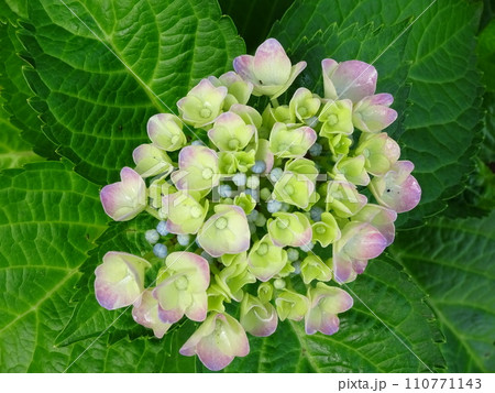 咲き始めのあじさいの花 咲き始めのあじさいの花 110771143