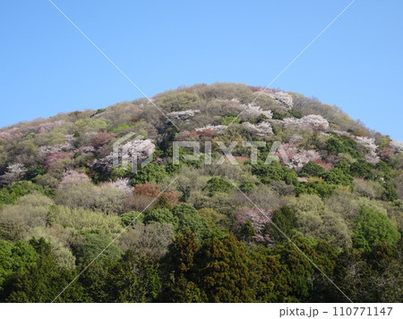 高峯の一面に咲くカラフルな表情を見せる山桜 110771147