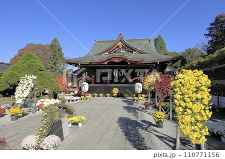 快晴の青空の下で満開の菊が咲き誇る笠間稲荷神社の境内 110771156