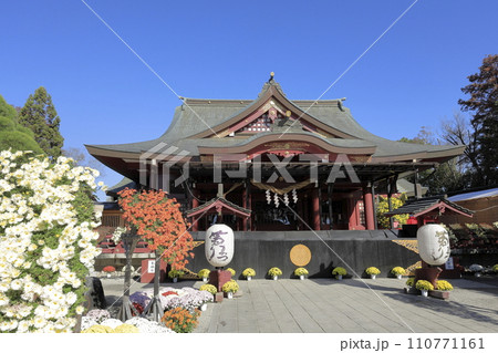 快晴の青空の下で満開の菊が咲き誇る笠間稲荷神社の境内 快晴の青空の下で満開の菊が咲き誇る笠間稲荷神社の境内 110771161