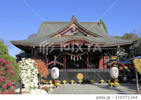 快晴の青空の下で満開の菊が咲き誇る笠間稲荷神社の境内 110771164