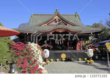 快晴の青空の下で満開の菊が咲き誇る笠間稲荷神社の境内 快晴の青空の下で満開の菊が咲き誇る笠間稲荷神社の境内 110771165
