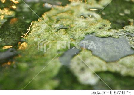 Moss in the water Moss in the water 110771178