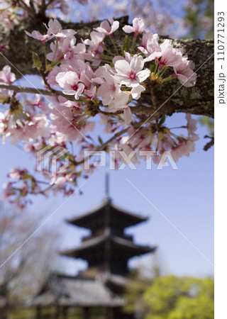 古都の春便り 110771293