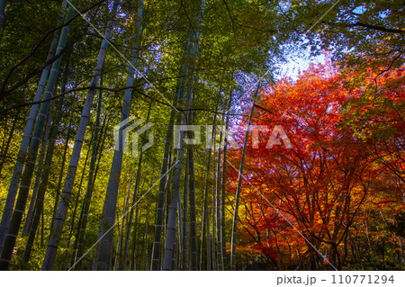 【京都風景】嵐山界隈　紅葉に包まれる静かな時間を楽しむ秋 110771294