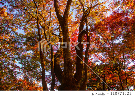 【京都風景】嵐山界隈 紅葉に包まれる静かな時間を楽しむ秋 【京都風景】嵐山界隈 紅葉に包まれる静かな時間を楽しむ秋 110771323