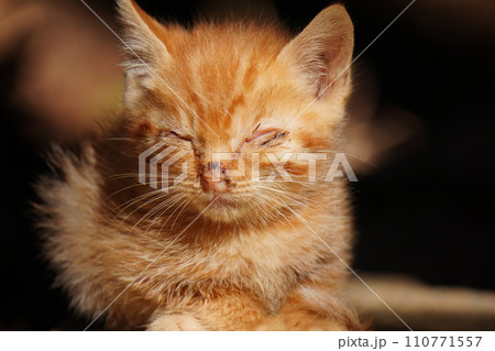 可愛い茶トラの子猫 110771557