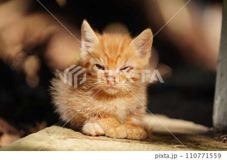 可愛い茶トラの子猫 110771559
