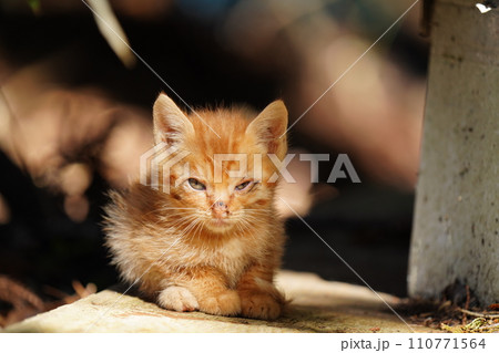 可愛い茶トラの子猫 110771564