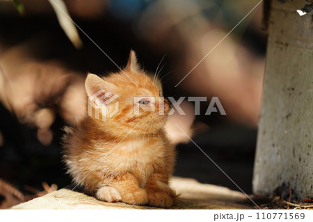 可愛い茶トラの子猫 可愛い茶トラの子猫 110771569