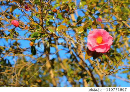 椿　木　花 110771667