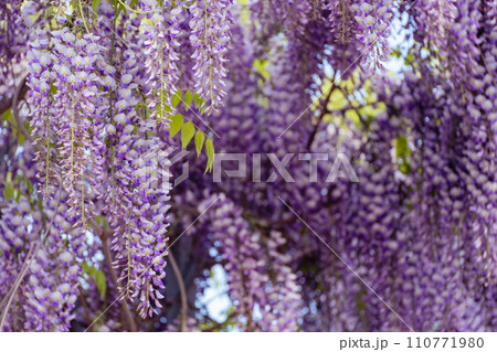 Blooming Wisteria Sinensis with classic purple flowers in full bloom in drooping racemes against the sky. Garden with wisteria in spring. 110771980