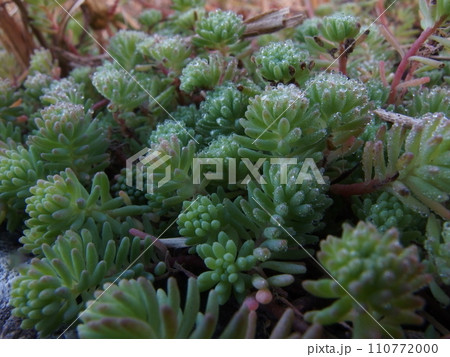 朝露が降りたセダムのアップ 110772000