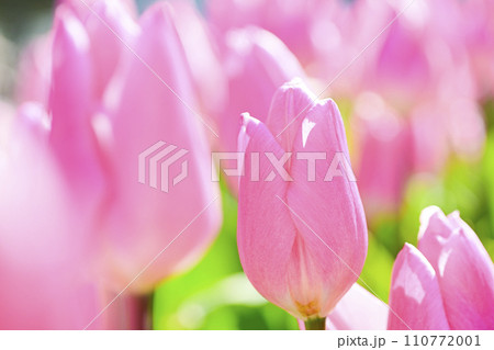明るいピンクのチューリップ 110772001