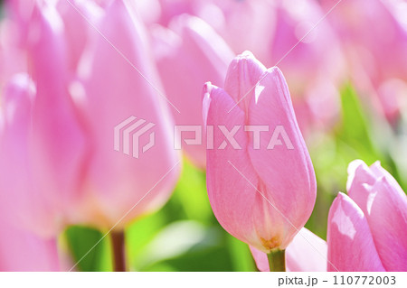 明るいピンクのチューリップ 110772003