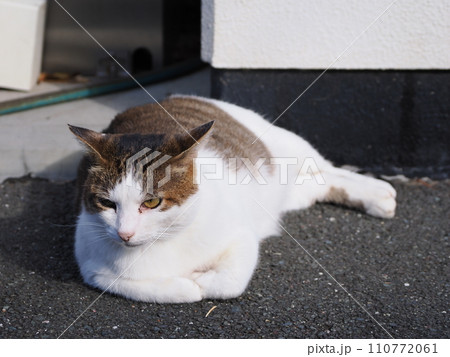 日向ぼっこする猫 110772061