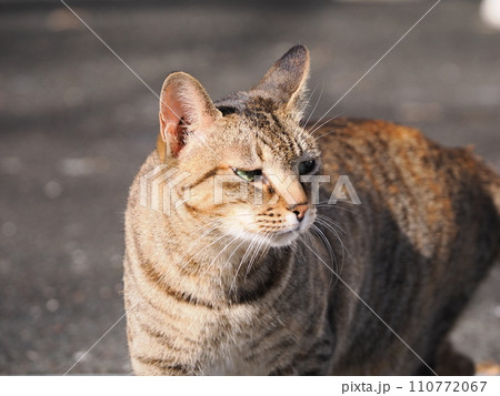 日向ぼっこする猫 110772067