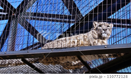 旭山動物園のユキヒョウ 旭山動物園のユキヒョウ 110772128