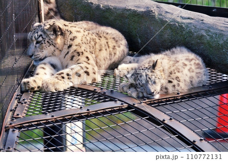 旭山動物園のユキヒョウ 旭山動物園のユキヒョウ 110772131