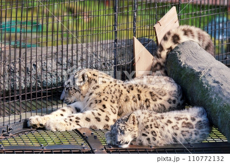 旭山動物園のユキヒョウ 110772132