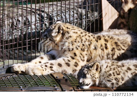 旭山動物園のユキヒョウ 110772134