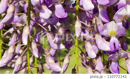 Blooming Wisteria Sinensis with scented classic purple flowersin full bloom in hanging racemes closeup. Garden with wisteria in spring Blooming Wisteria Sinensis with scented classic purple flowersin full bloom in hanging racemes closeup. Garden with wisteria in spring 110772142