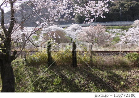 大阪府阪南市山中渓駅の桜風景 110772380