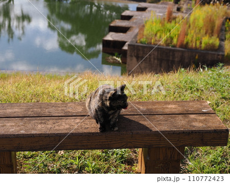 霧が晴れポカポカ陽気を満喫するネコ 110772423