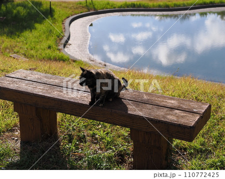 霧が晴れポカポカ陽気を満喫するネコ 110772425