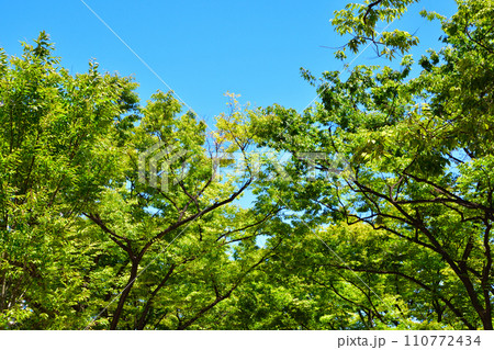 緑　青空 110772434
