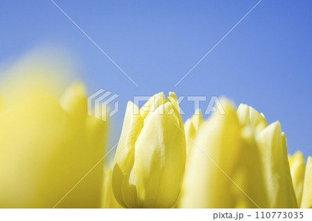 明るいクリームイエローのチューリップ畑 110773035