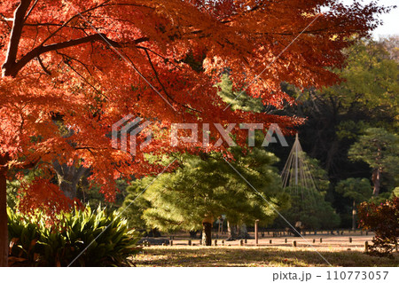 赤く色づいた紅葉と遠く見える雪つり 赤く色づいた紅葉と遠く見える雪つり 110773057