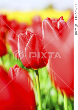 明るい鮮やかな赤いチューリップのお花畑 110773264