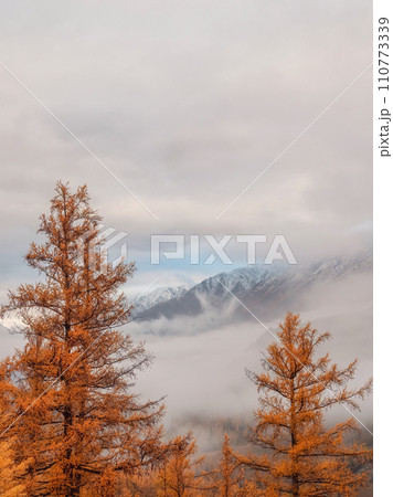Colorful autumn landscape with the tops of yellow larches against the background of a mountain valley Colorful autumn landscape with the tops of yellow larches against the background of a mountain valley 110773339