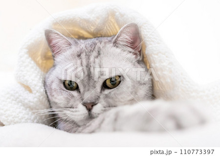 Relaxed Scottish cat wrapped in white blanket muzzle close up. Where: Unspecified location. Comfortable setting. Conveying cat's relaxation in cozy blanket. Relaxed Scottish cat wrapped in white blanket muzzle close up. Where: Unspecified location. Comfortable setting. Conveying cat's relaxation in cozy blanket. 110773397