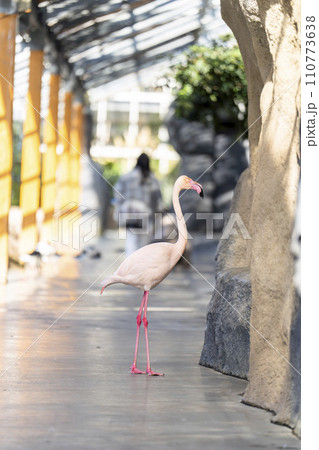 園内を自由に散歩するヨーロッパフラミンゴ　神戸どうぶつ王国　兵庫県神戸市 110773638