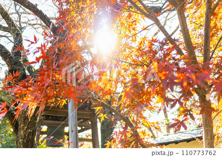 紅葉に差し込む太陽 紅葉に差し込む太陽 110773762