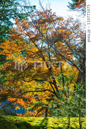 【京都風景】岡崎界隈　紅葉に包まれる静かな時間を楽しむ秋 110773875