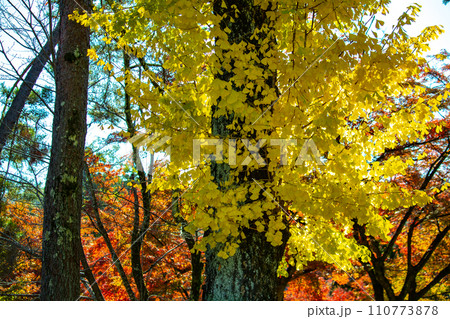 【京都風景】岡崎界隈 紅葉に包まれる静かな時間を楽しむ秋 【京都風景】岡崎界隈 紅葉に包まれる静かな時間を楽しむ秋 110773878