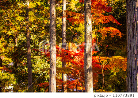 【京都風景】岡崎界隈　紅葉に包まれる静かな時間を楽しむ秋 110773891