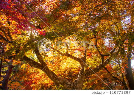 【京都風景】岡崎界隈　紅葉に包まれる静かな時間を楽しむ秋 110773897